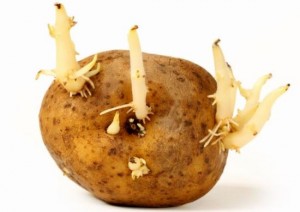 Potatosprout